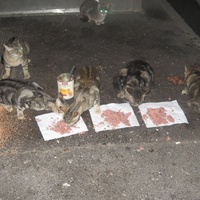 photo de livraison pour Chat Libre de l'Ile du Ramier