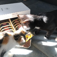 photo de livraison pour Les chats de l'Indifférence