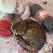 photo de livraison pour Les Chats'nonymes
