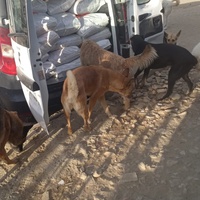 photo de livraison pour Sanctuaire de la Faune de Tanger (SFT)
