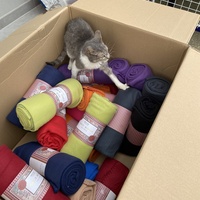 photo de livraison pour SADF (Sauvetage des animaux domestiques de France)