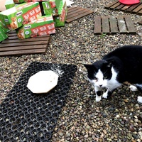 photo de livraison pour Les chats de chez nous
