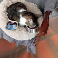 photo de livraison pour Les Chats de la Rue