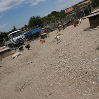 photo de livraison pour Animals voice Macedonia