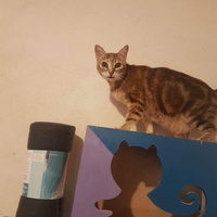 photo de livraison pour Association des Chats Camarguais
