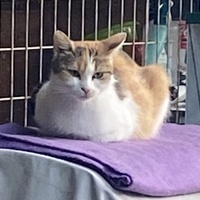 photo de livraison pour SADF (Sauvetage des animaux domestiques de France)