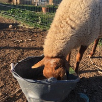 photo de livraison pour La Ferme des Zanimobiles