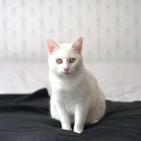 photo de livraison pour Les chats de l'Indifférence