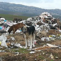 photo de livraison pour Civic Initiative Kane Korzo Skopje