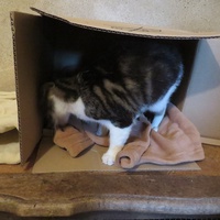 photo de livraison pour Vallée des Chats