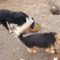 photo de livraison pour Serbian Society for the Protection of Animals - SSPA