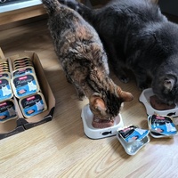 photo de livraison pour NAE-NUTTI - Les chats de la maison brûlée
