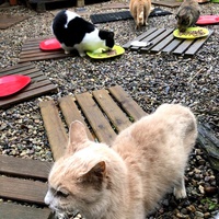 photo de livraison pour Les chats de chez nous