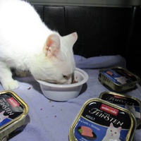 photo de livraison pour Jardin des Chats