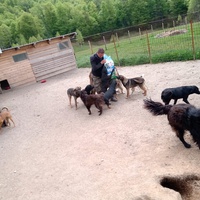 photo de livraison pour Silver Dog Srebrenica