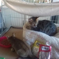 photo de livraison pour Les chats Port-Saint-Louisiens