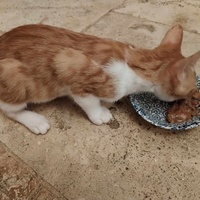 photo de livraison pour Chat L'Heureux Chat l'Ange et Cie