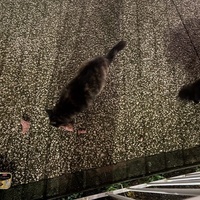 photo de livraison pour Chat Gratouille