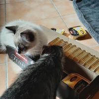 photo de livraison pour Bien vivre avec les Chats Sallélois