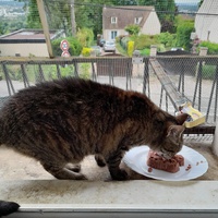 photo de livraison pour Les Amis de Michouette