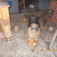 photo de livraison pour Pro Animals Finland ry