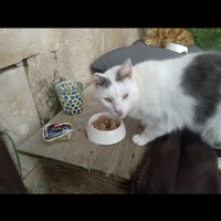 photo de livraison pour Les Chats De QUEAUX