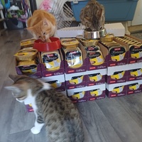 photo de livraison pour L'Ecole du Chat d'Evreux