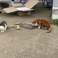 photo de livraison pour SADF (Sauvetage des animaux domestiques de France)