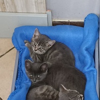 photo de livraison pour Association Chats Errants Val de Nièvre