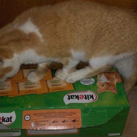 photo de livraison pour Pil’Poil Moustaches 
