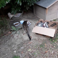 photo de livraison pour Chats Oubliés