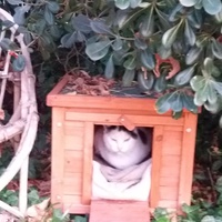 photo de livraison pour Adoption Féline Estuaire