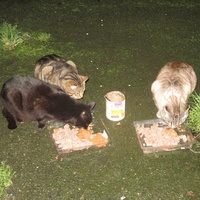 photo de livraison pour Chat Libre de l'Ile du Ramier
