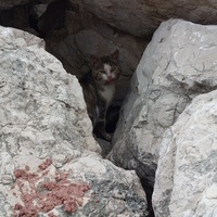 photo de livraison pour Protect Cat