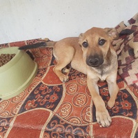 photo de livraison pour SOS Animaux Tunisie