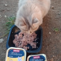 photo de livraison pour Les Chats-Pitresdelavi-Ste