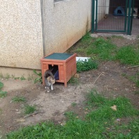 photo de livraison pour Les Chats Libres de la Canterrane
