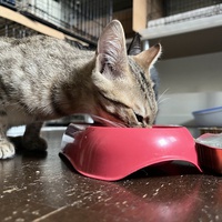 photo de livraison pour Association C.A.T.S. Chat Animal Terrien Solidarité