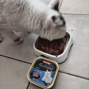 photo de livraison pour NAE-NUTTI - Les chats de la maison brûlée