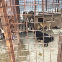 photo de livraison pour Save & Hope for Dogs