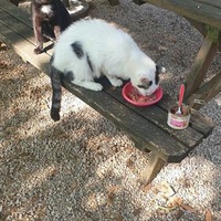 photo de livraison pour Ecole du Chat d’Arbois