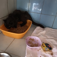 photo de livraison pour L'école du Chat d'Ollioules