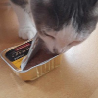 photo de livraison pour L'école du Chat d'Ollioules