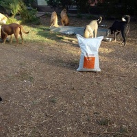 photo de livraison pour Help Adopt Moroccan Animals
