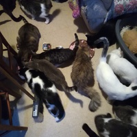 photo de livraison pour Pour l'Amour des Chats