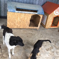photo de livraison pour Save & Hope for Dogs