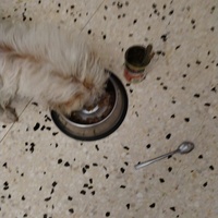 photo de livraison pour Chats Grains d'Amour