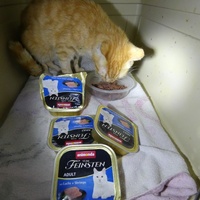 photo de livraison pour Jardin des Chats