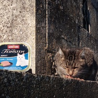 photo de livraison pour 4 Pattes 30