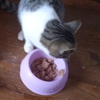 photo de livraison pour Hungry Cats14